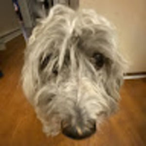 Meet your Posher, Ella